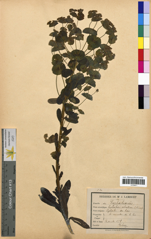 Euphorbia sylvatica (Euphorbiaceae)