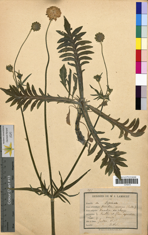Knautia arvensis (Dipsacaceae)