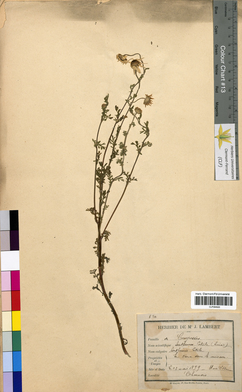 Anthemis cotula (Asteraceae)