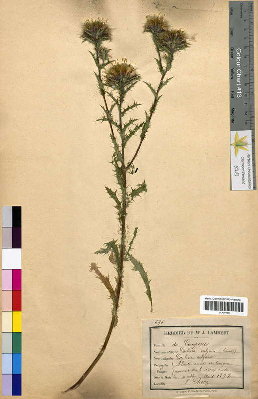 Carlina vulgaris (Asteraceae)