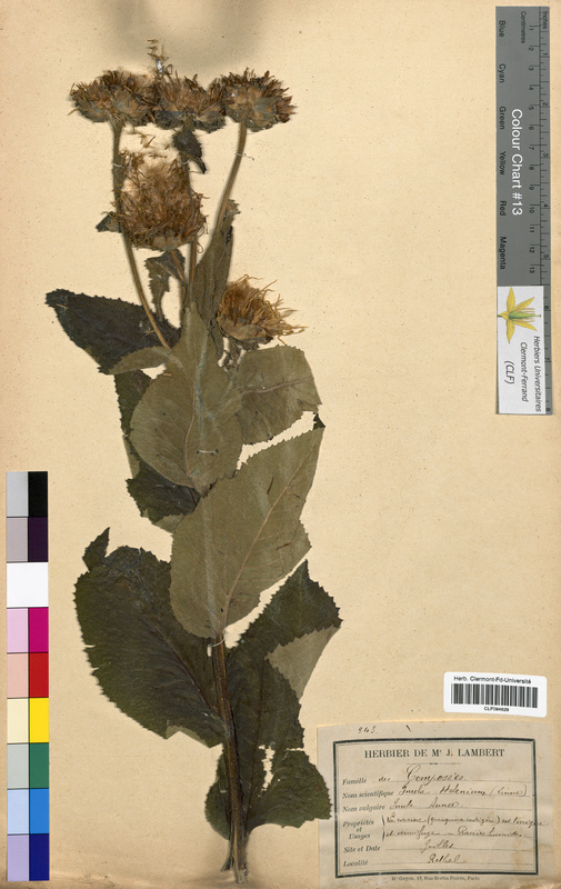 Inula helenium (Asteraceae)
