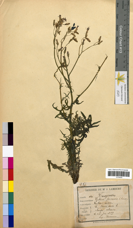 Lactuca perennis (Asteraceae)