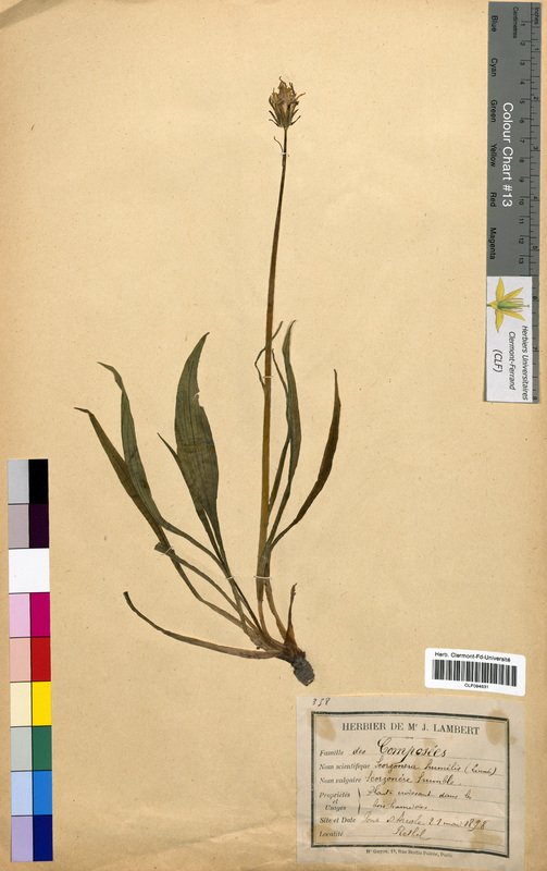 Scorzonera humilis (Asteraceae)