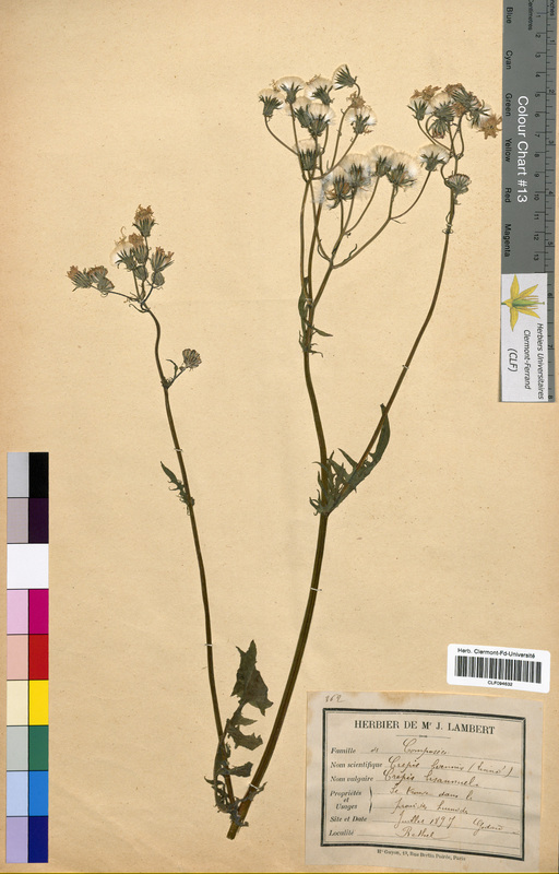 Crepis biennis (Asteraceae)