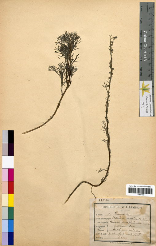 Artemisia camphorata (Asteraceae)