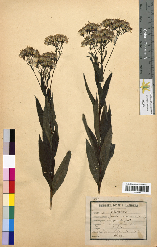 Senecio nemorensis (Asteraceae)