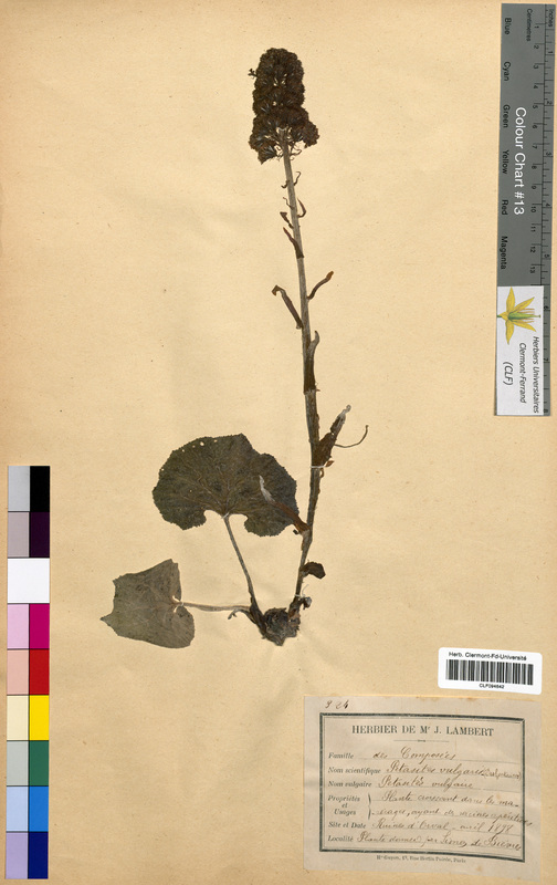 Petasites vulgaris (Asteraceae)