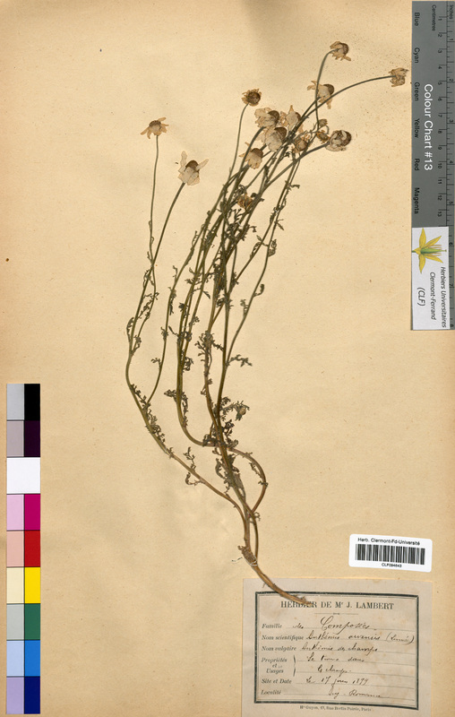 Anthemis arvensis (Asteraceae)
