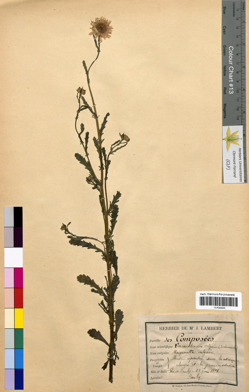 Leucanthemum vulgare (Asteraceae)