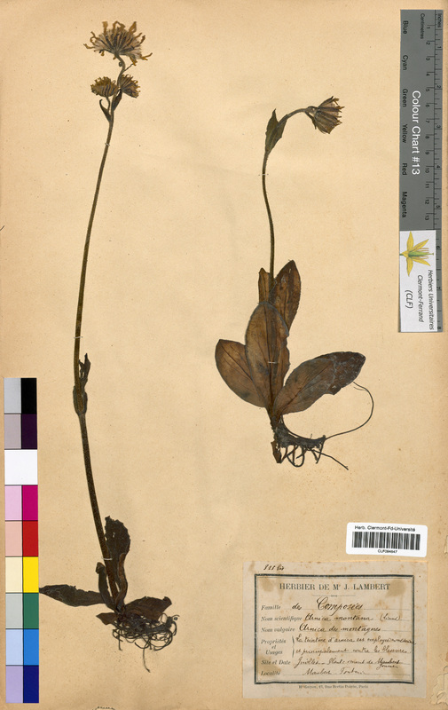 Arnica montana (Asteraceae)