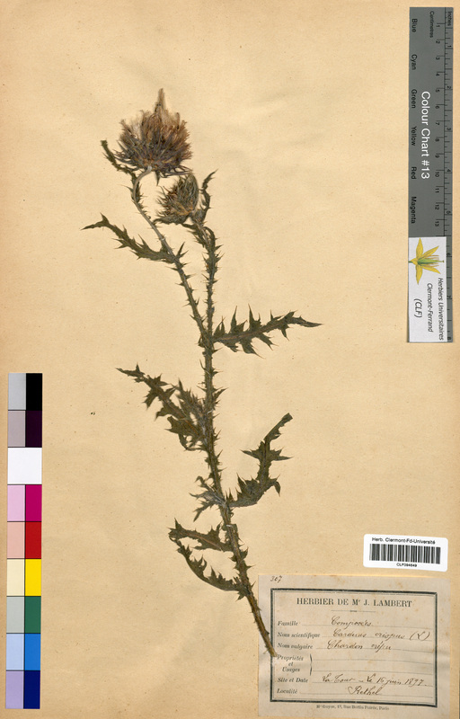 Carduus crispus (Asteraceae)