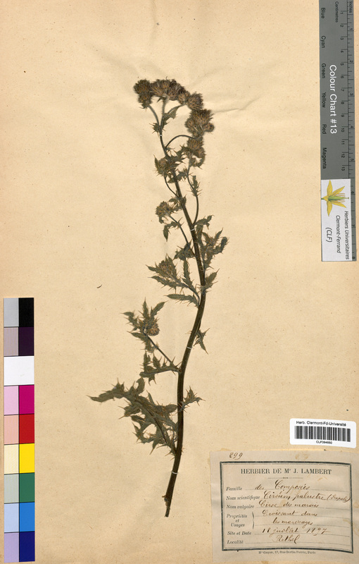 Cirsium palustre (Asteraceae)