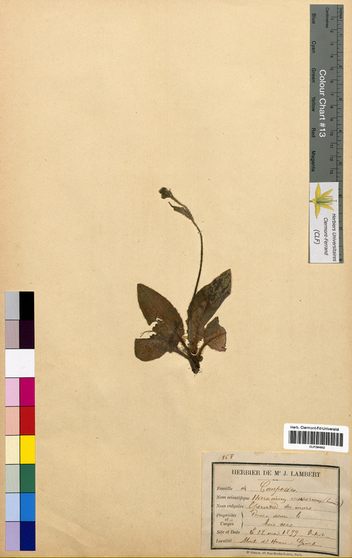 Hieracium murorum (Asteraceae)