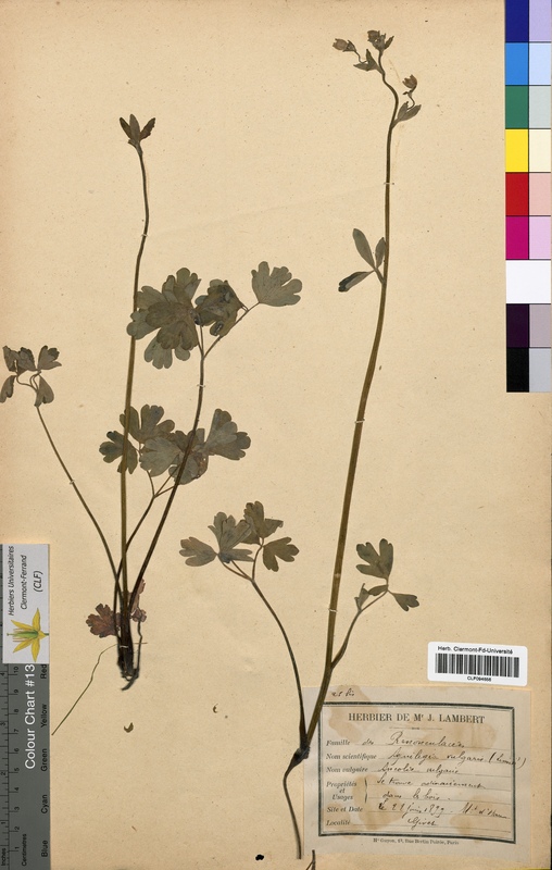 Aquilegia vulgaris (Ranunculaceae)
