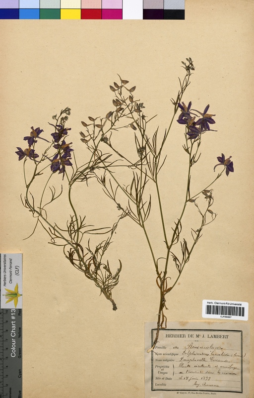 Delphinium consolida (Ranunculaceae)