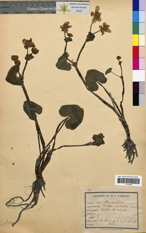 Caltha palustris (Ranunculaceae)