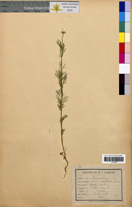 Adonis aestivalis (Ranunculaceae)