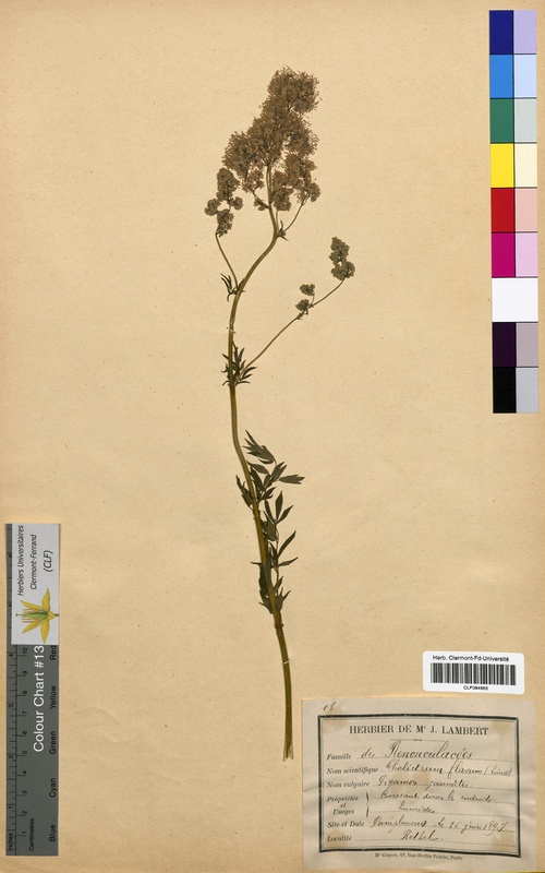 Thalictrum flavum (Ranunculaceae)
