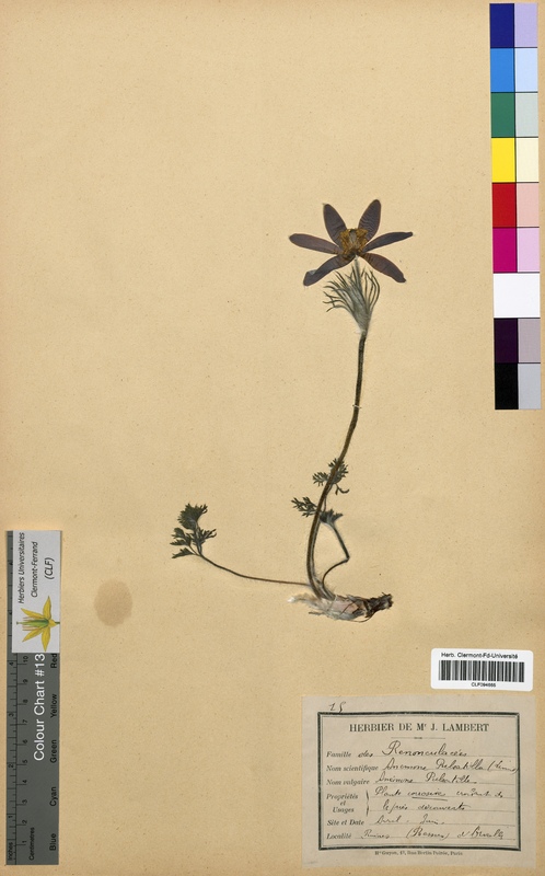 Anemone pulsatilla (Ranunculaceae)
