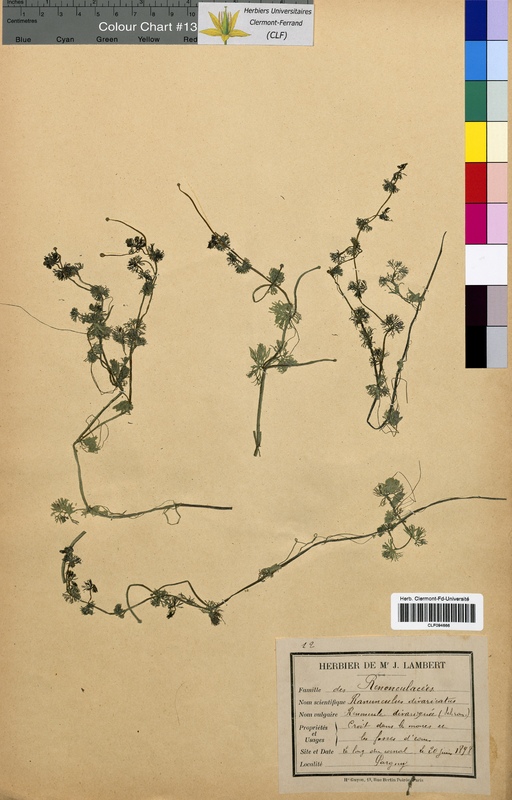 Ranunculus divaricatus (Ranunculaceae)
