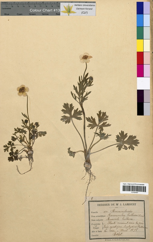 Ranunculus bulbosus (Ranunculaceae)