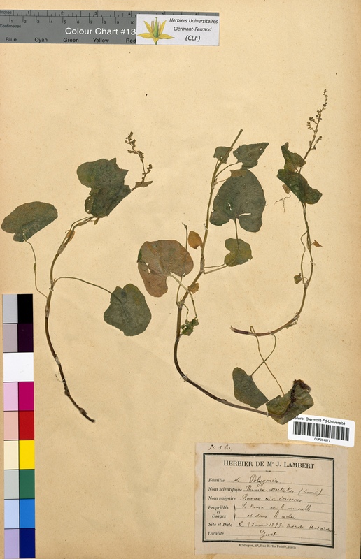 Rumex scutatus (Polygonaceae)