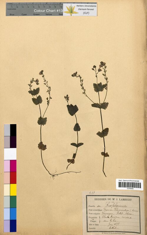 Veronica chamaedrys (Scrophulariaceae)
