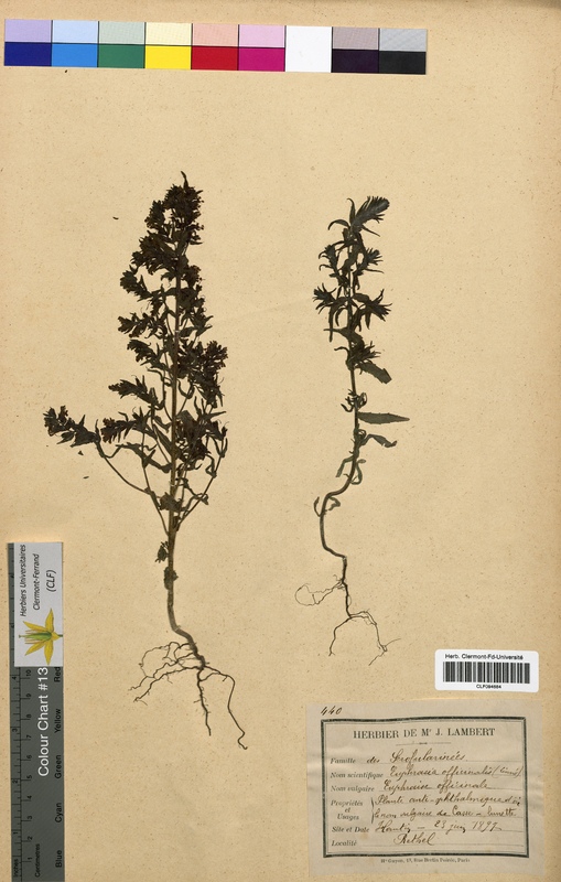 Euphrasia officinalis (Scrophulariaceae)