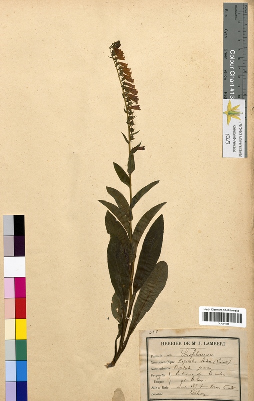 Digitalis lutea (Scrophulariaceae)