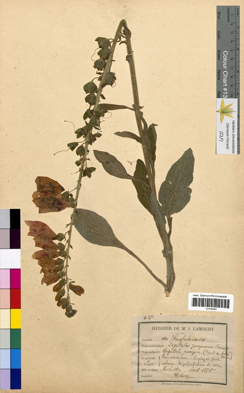 Digitalis purpurea (Scrophulariaceae)