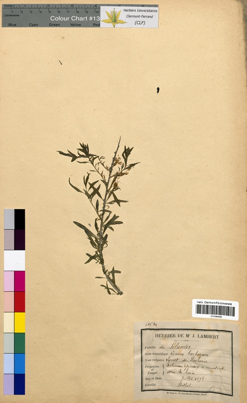 Lycium barbarum (Solanaceae)