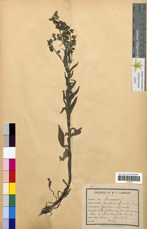 Cynoglossum officinale (Boraginaceae)