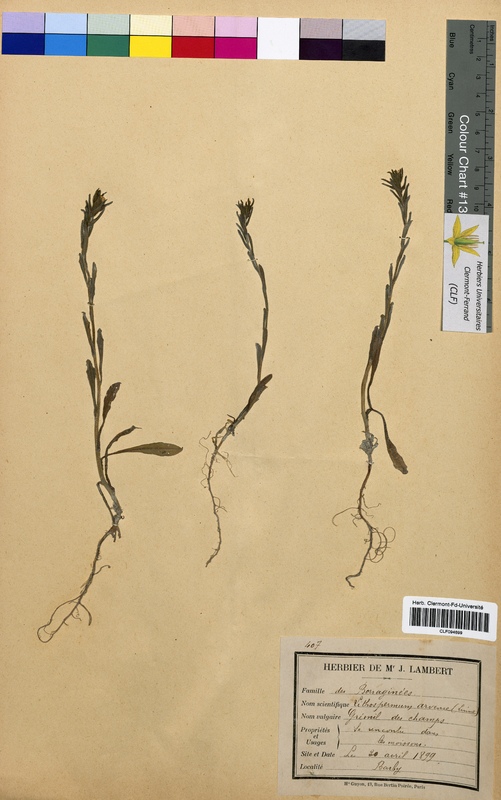 Lithospermum arvense (Boraginaceae)