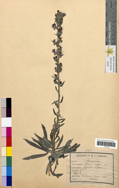 Echium vulgare (Boraginaceae)