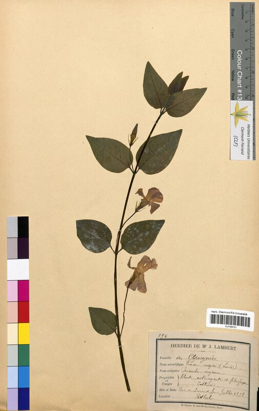 Vinca major (Apocynaceae)