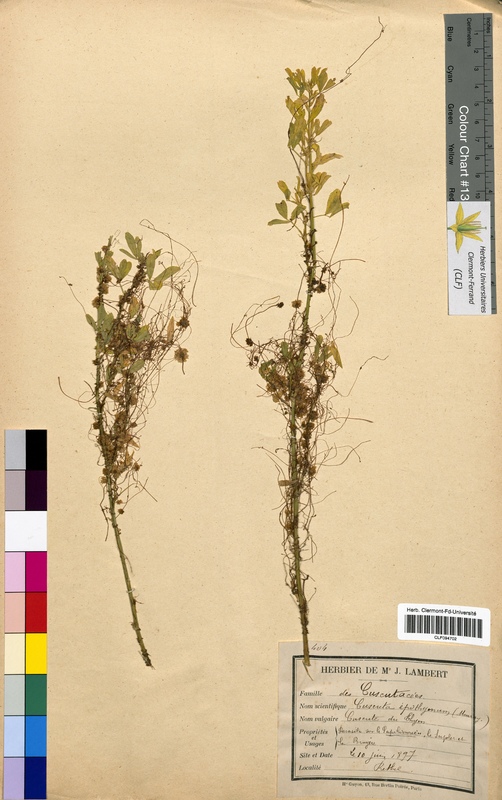 Cuscuta epithymum (Convolvulaceae)