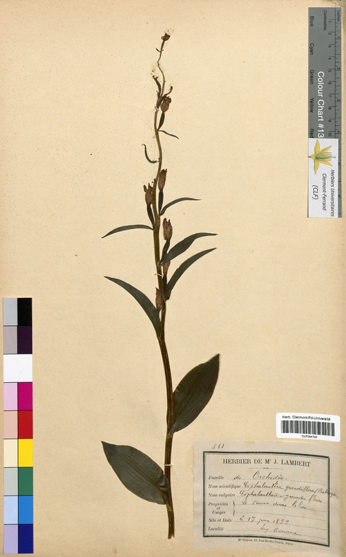 Cephalanthera grandiflora (Orchidaceae)