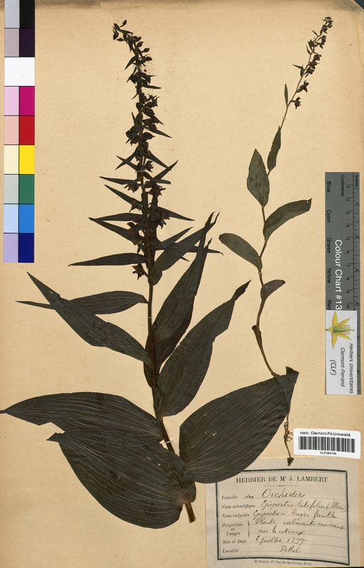 Epipactis latifolia (Orchidaceae)