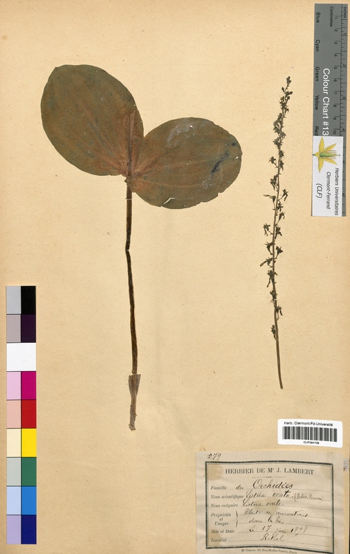 Listera ovata (Orchidaceae)