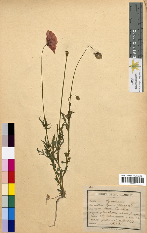 Papaver rhoeas (Papaveraceae)