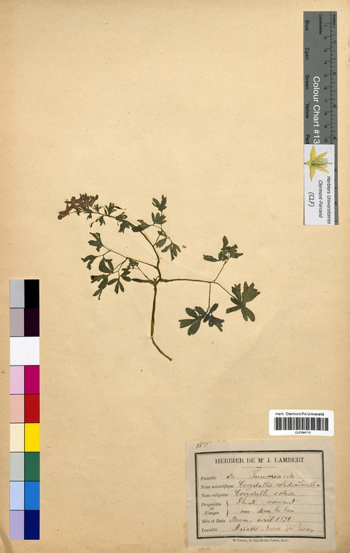 Corydalis solida (Fumariaceae)