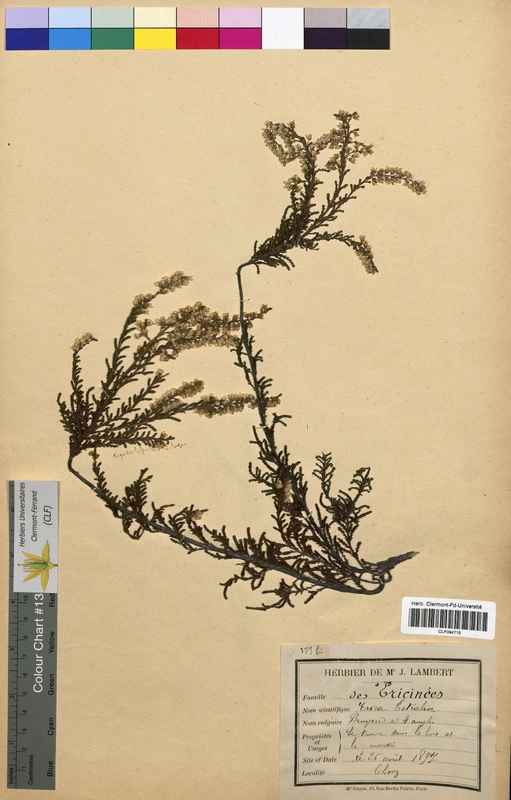 Erica tetralix (Ericaceae)
