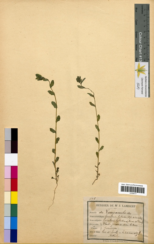 Specularia hybrida (Campanulaceae)