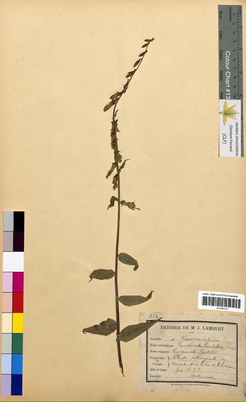 Campanula trachelium (Campanulaceae)