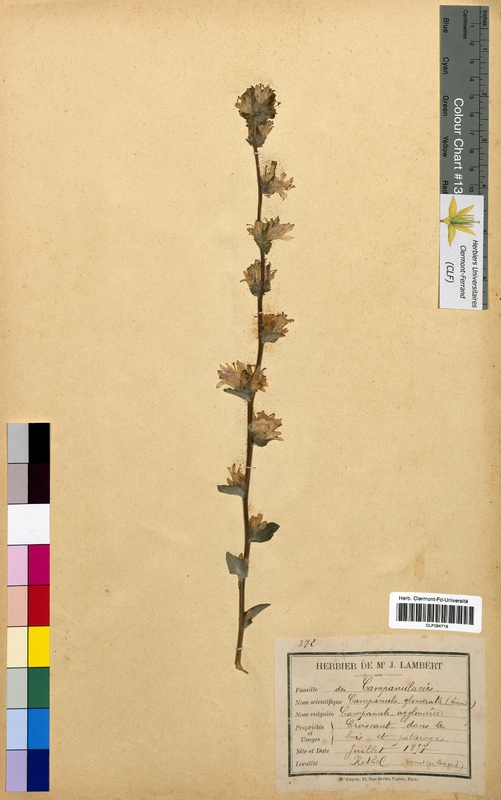 Campanula glomerata (Campanulaceae)