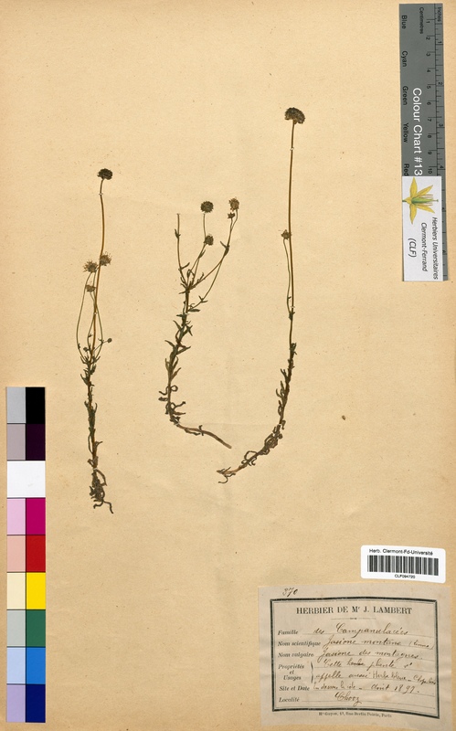 Jasione montana (Campanulaceae)