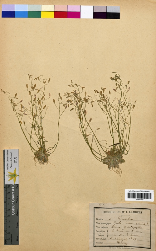 Draba verna (Brassicaceae)