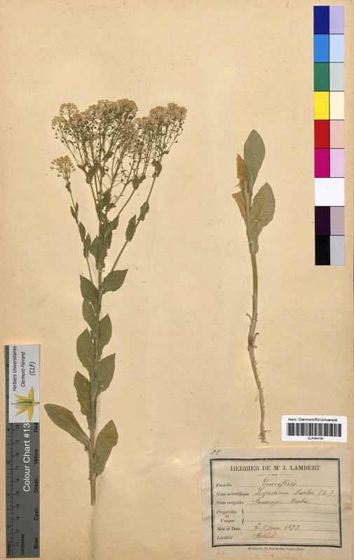 Lepidium draba (Brassicaceae)