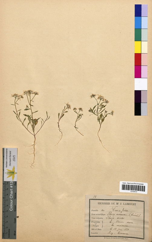 Iberis amara (Brassicaceae)