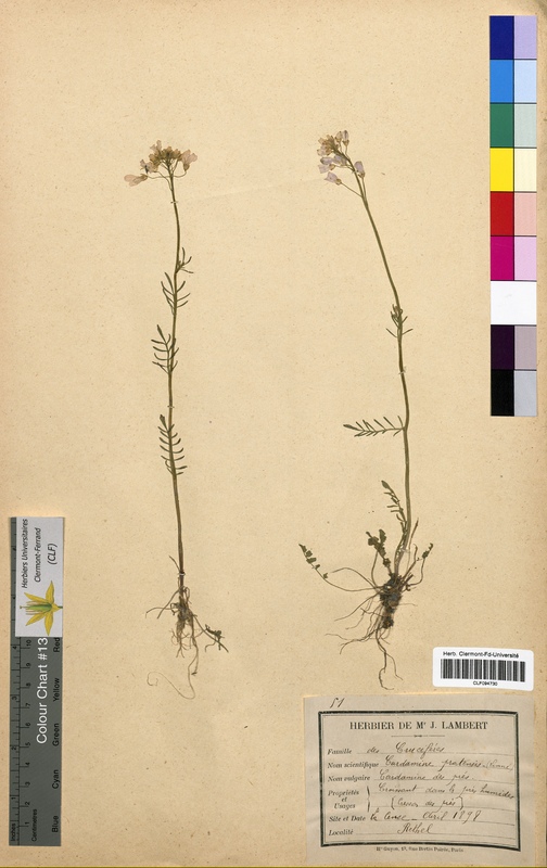 Cardamine pratensis (Brassicaceae)